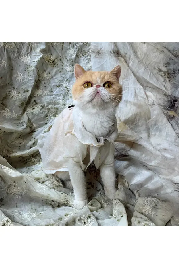 pengtai cat clothes white S20250 PPT94 - Image 6
